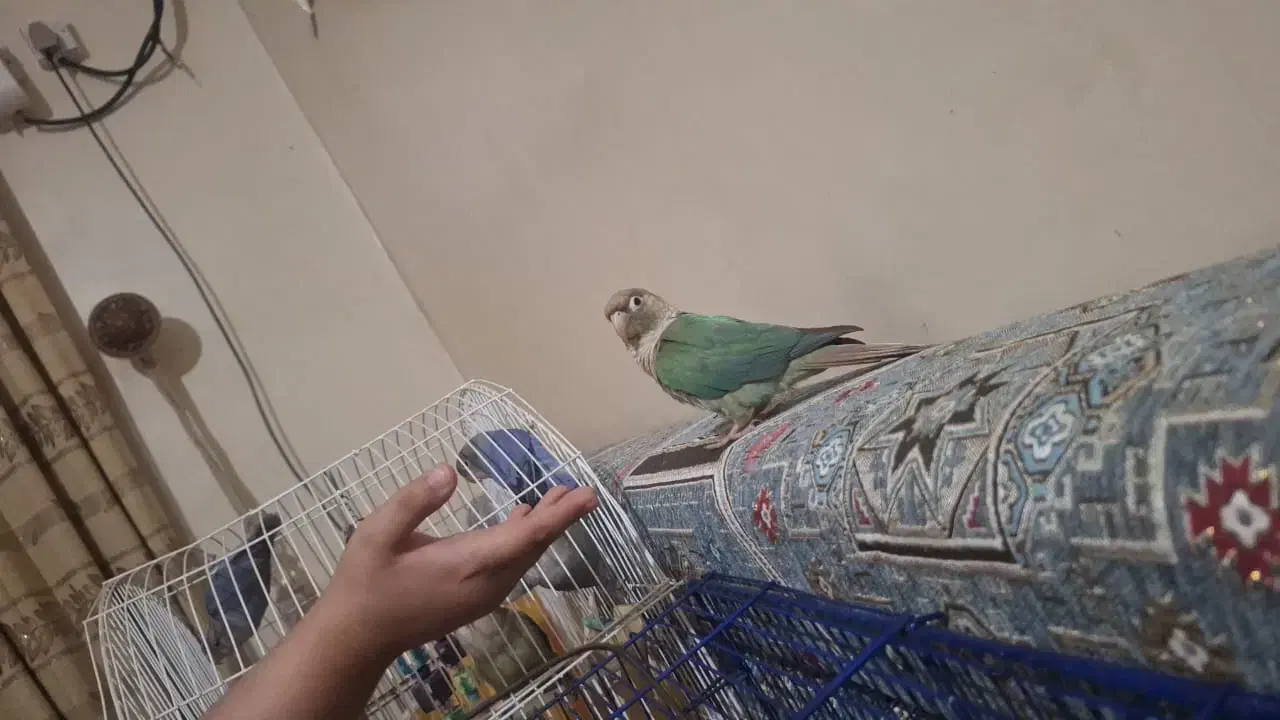 سلام این طوطی|حیوانات|خرمشهر, |دیوار