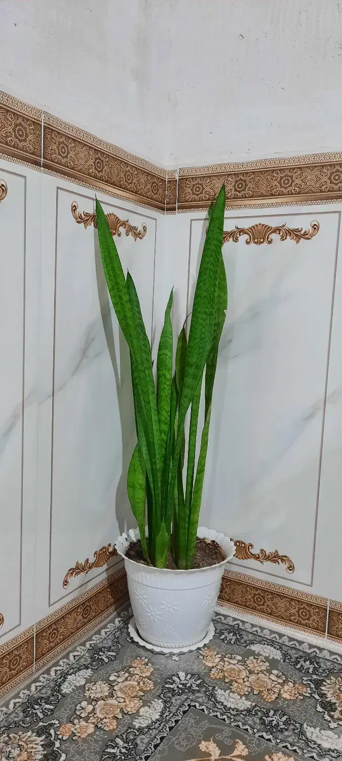 گل طبیعی سانسوریا پایه بلند و کوتاه|گل و گیاه طبیعی|روانسر, |دیوار