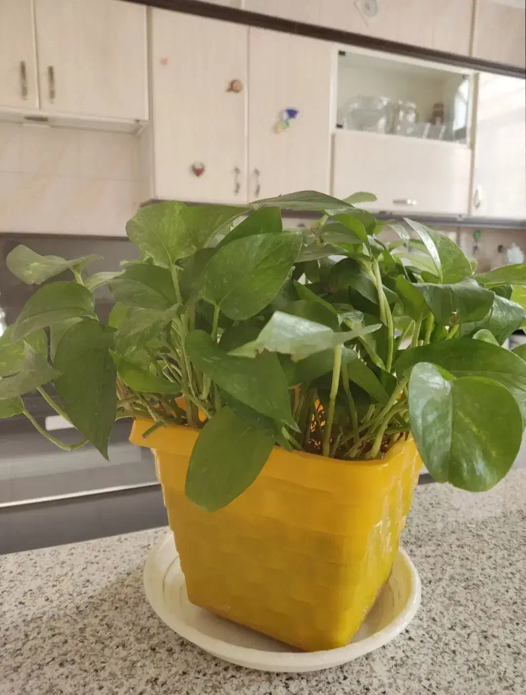 گل پتوس|گل و گیاه طبیعی|قم, چهل درخت|دیوار