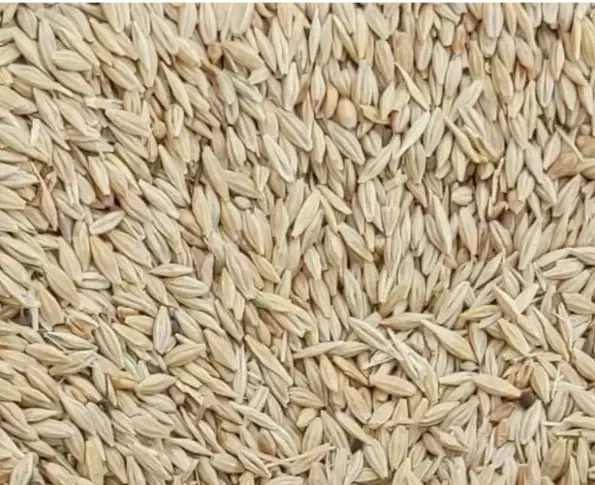 جو سهند|خدمات باغبانی و درختکاری|گنبد کاووس, |دیوار