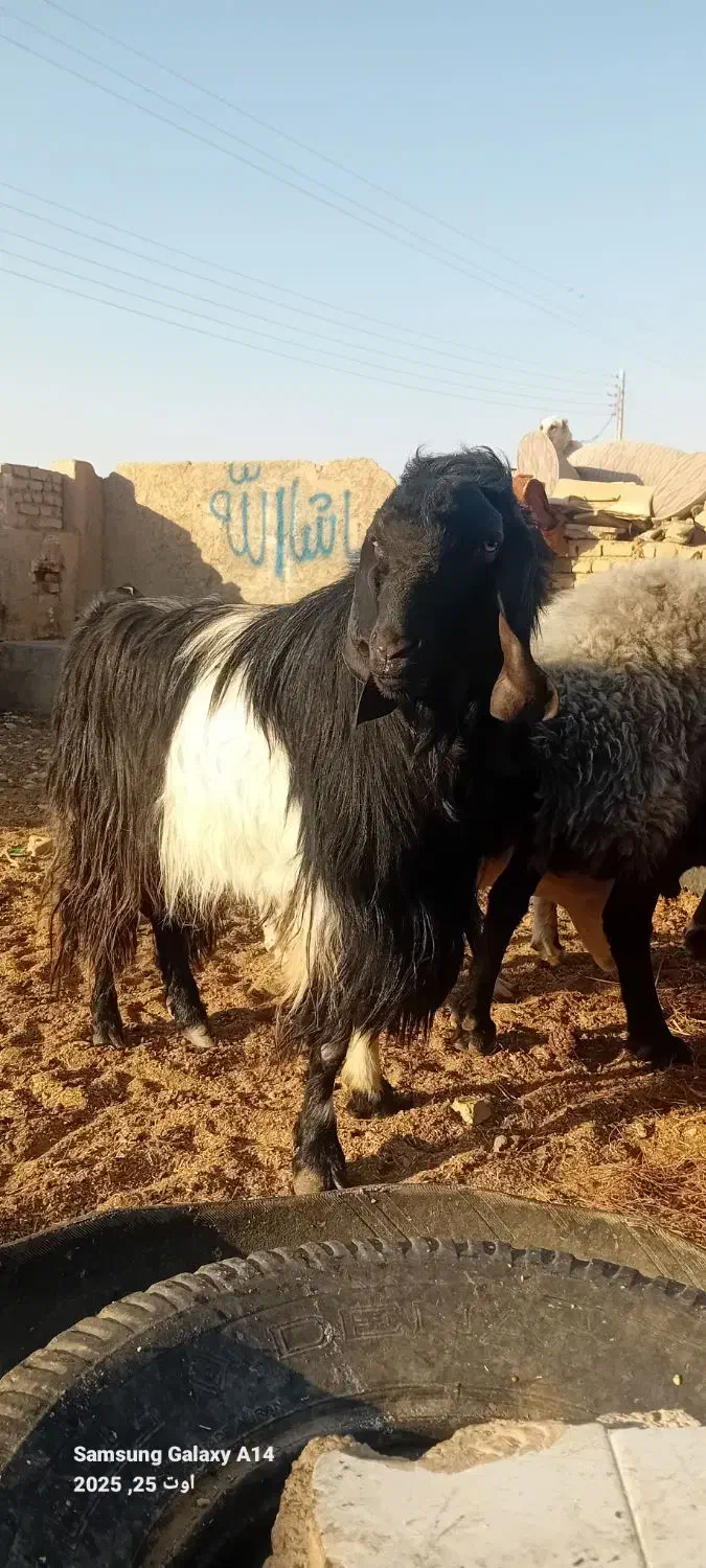 کل دونیم ساله درجه یک پاکستانی|حیوانات مزرعه|سمنان, |دیوار