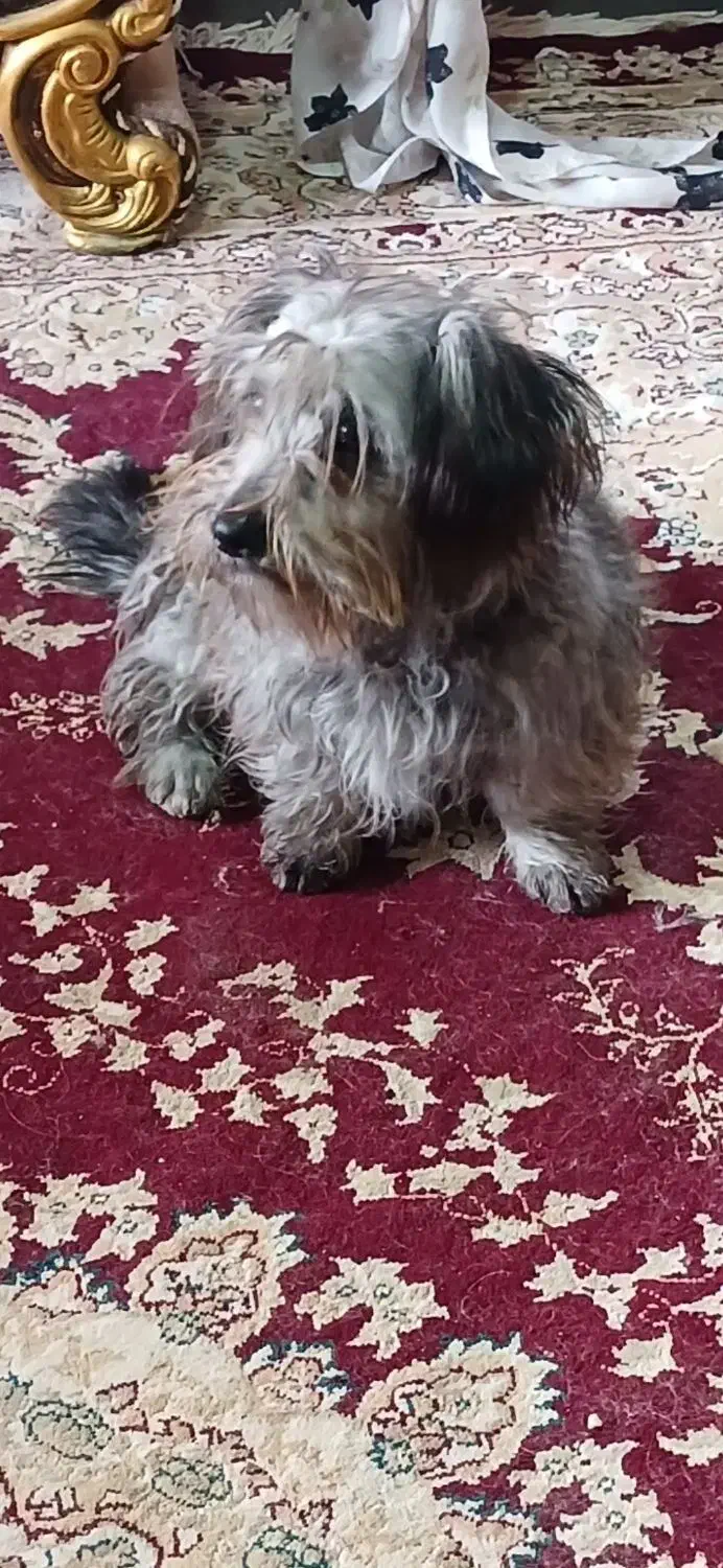 شیتزو  با نمک ماده|سگ|منجیل, |دیوار