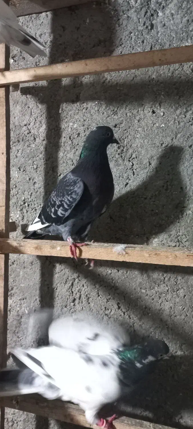 کبوتر غریب|پرنده|رشت, قاسمیه|دیوار