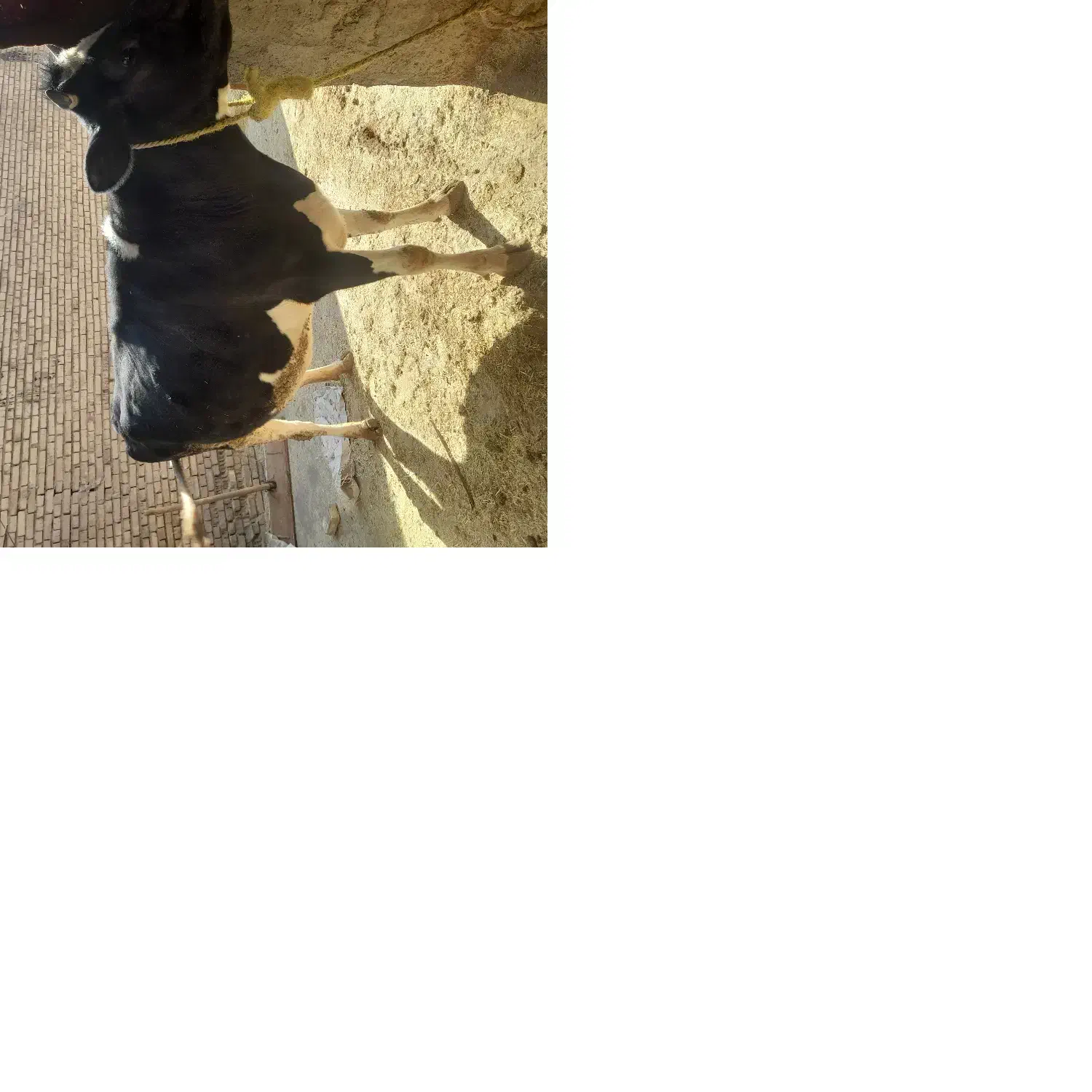 گاو نخلی کوشتی چاق|حیوانات مزرعه|خانمیرزا, |دیوار