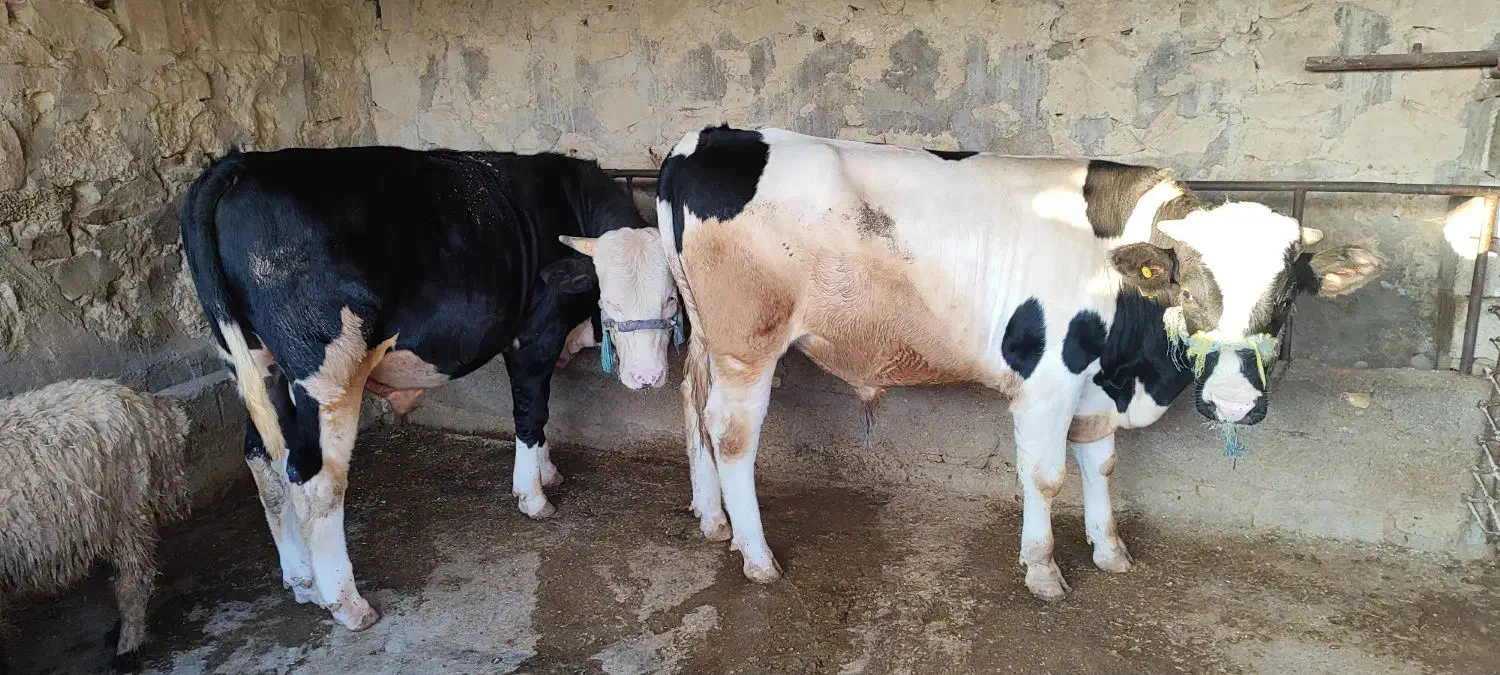 گاو|حیوانات مزرعه|مسجد سلیمان, |دیوار