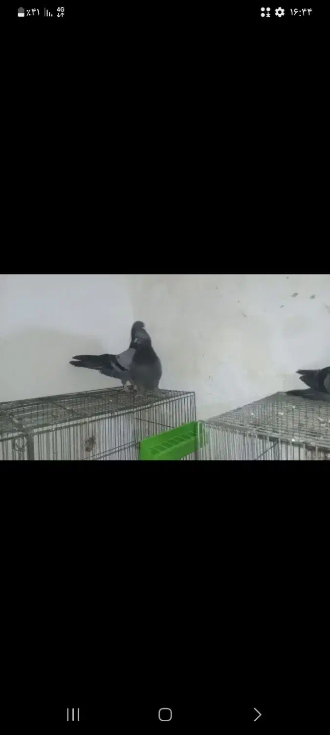 کفتر|پرنده|اصفهان, پوریای ولی|دیوار