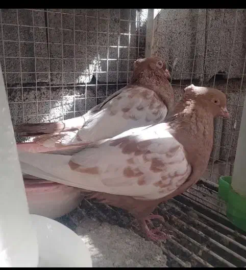 دم سرخ،، سینه زرد|پرنده|شهرضا, |دیوار