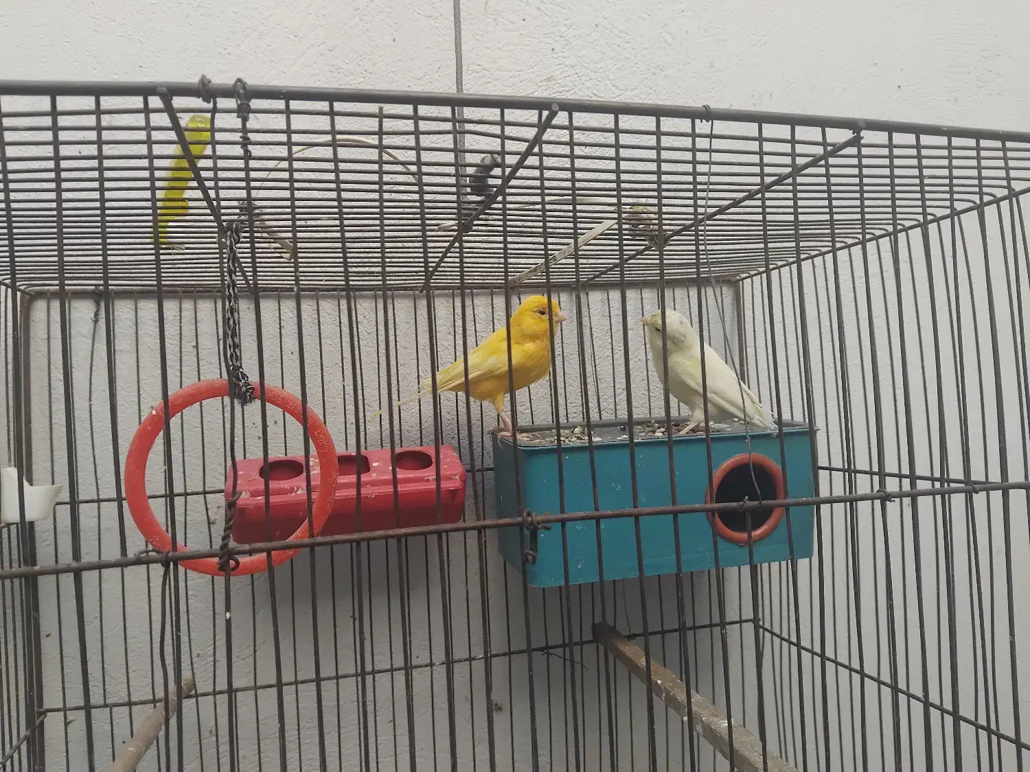 قناری|پرنده|قم, زند آباد|دیوار