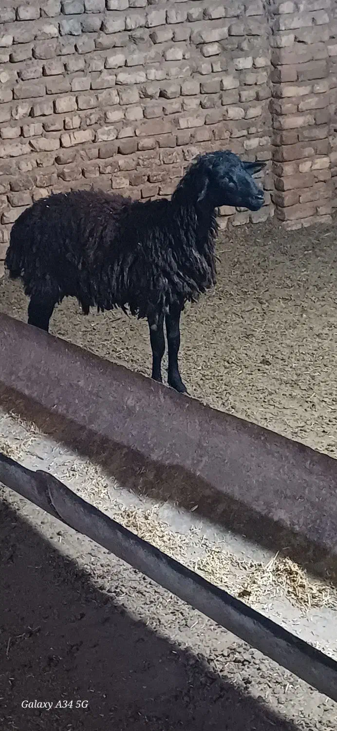 گاو میش|حیوانات مزرعه|علیآباد کتول, |دیوار