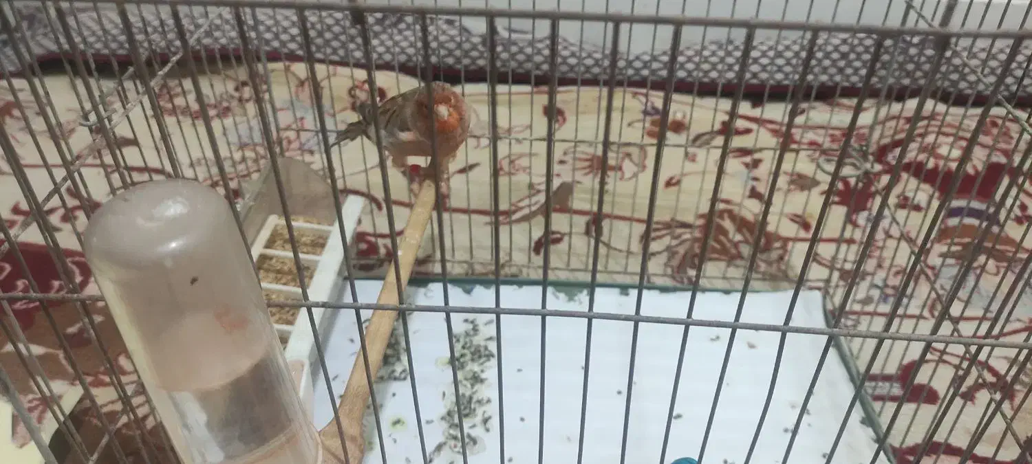 قناری|پرنده|اهواز, کوی جواهری|دیوار