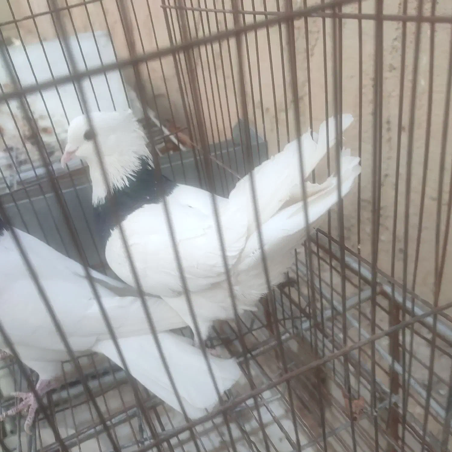 کبوتر طوقی|پرنده|نجفآباد, کهریزسنگ|دیوار