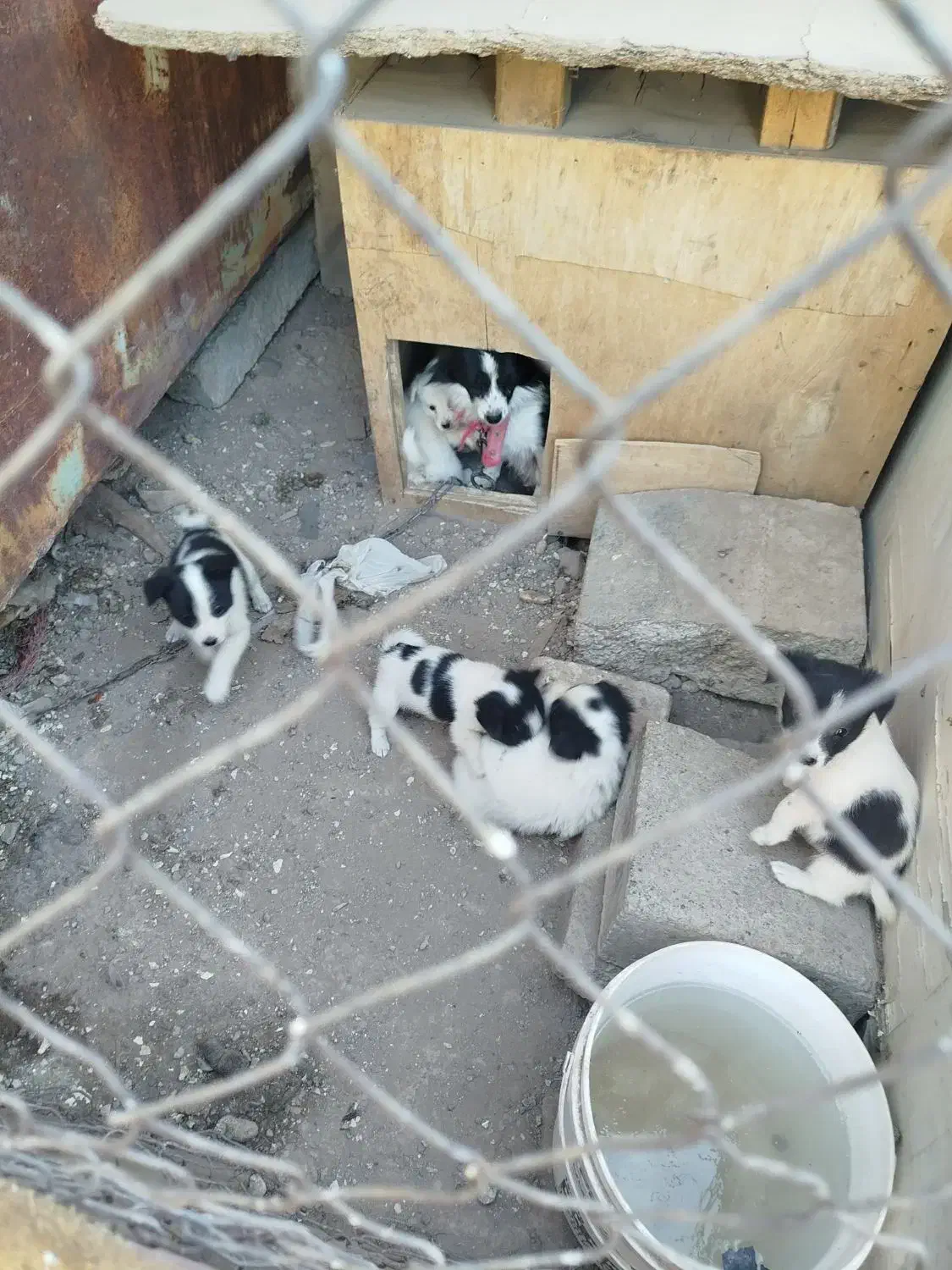 توله سگ پا کوتاه|سگ|قزوین, |دیوار