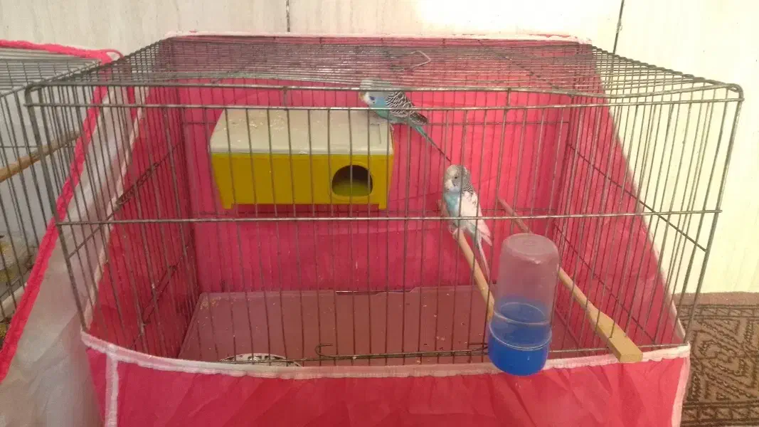 دوعدد مرغ عشق مست باقفس|پرنده|هرسین, |دیوار