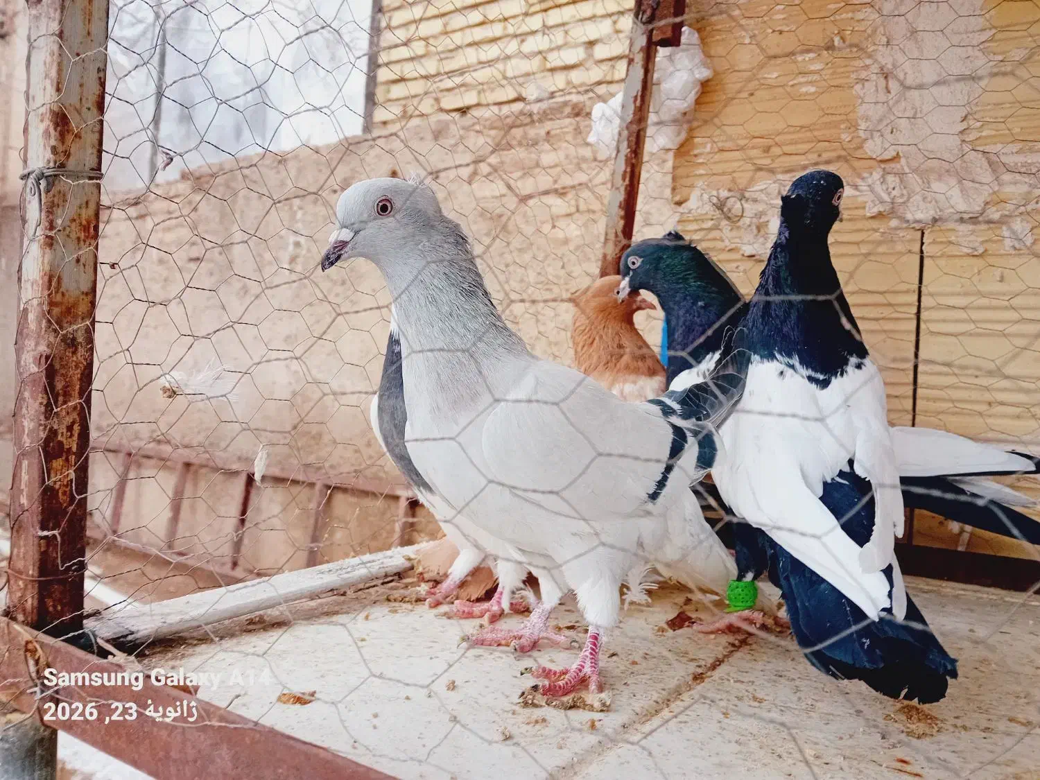 ۵عدعد کبوتر|حیوانات|تاکستان, |دیوار