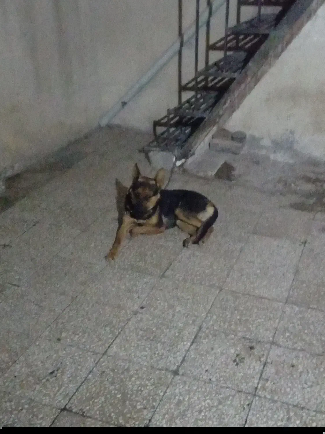 سگ ژرمن شیپر ماده ۱۰ ماهه|سگ|تهران, بیسیم|دیوار