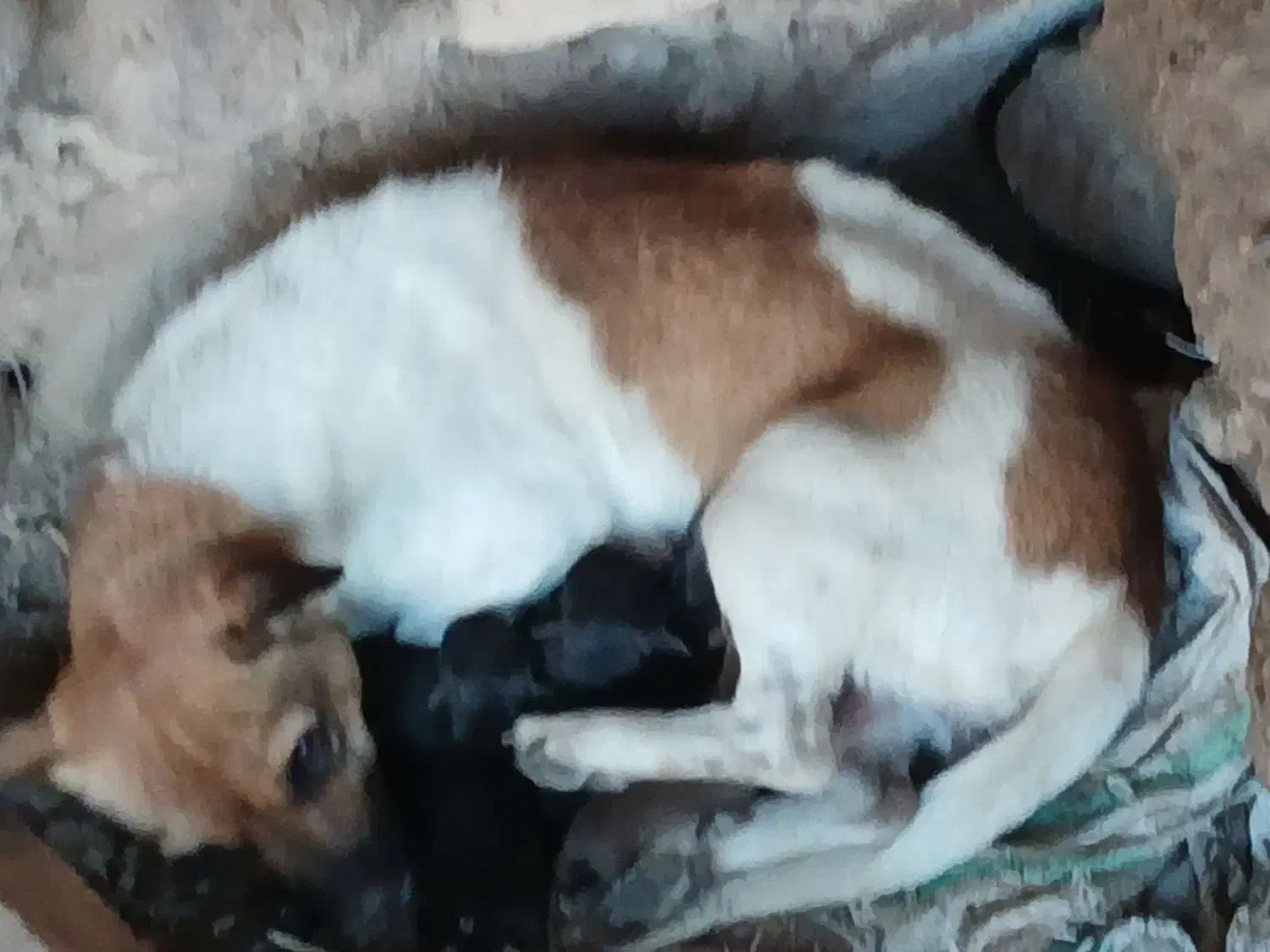 دوعدد طوله|سگ|آذرشهر, |دیوار