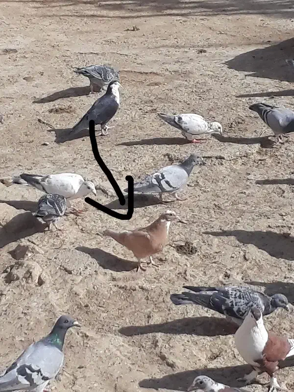 جفت جوجه ابلق قهوای و ابلق زرد|پرنده|زهک, |دیوار