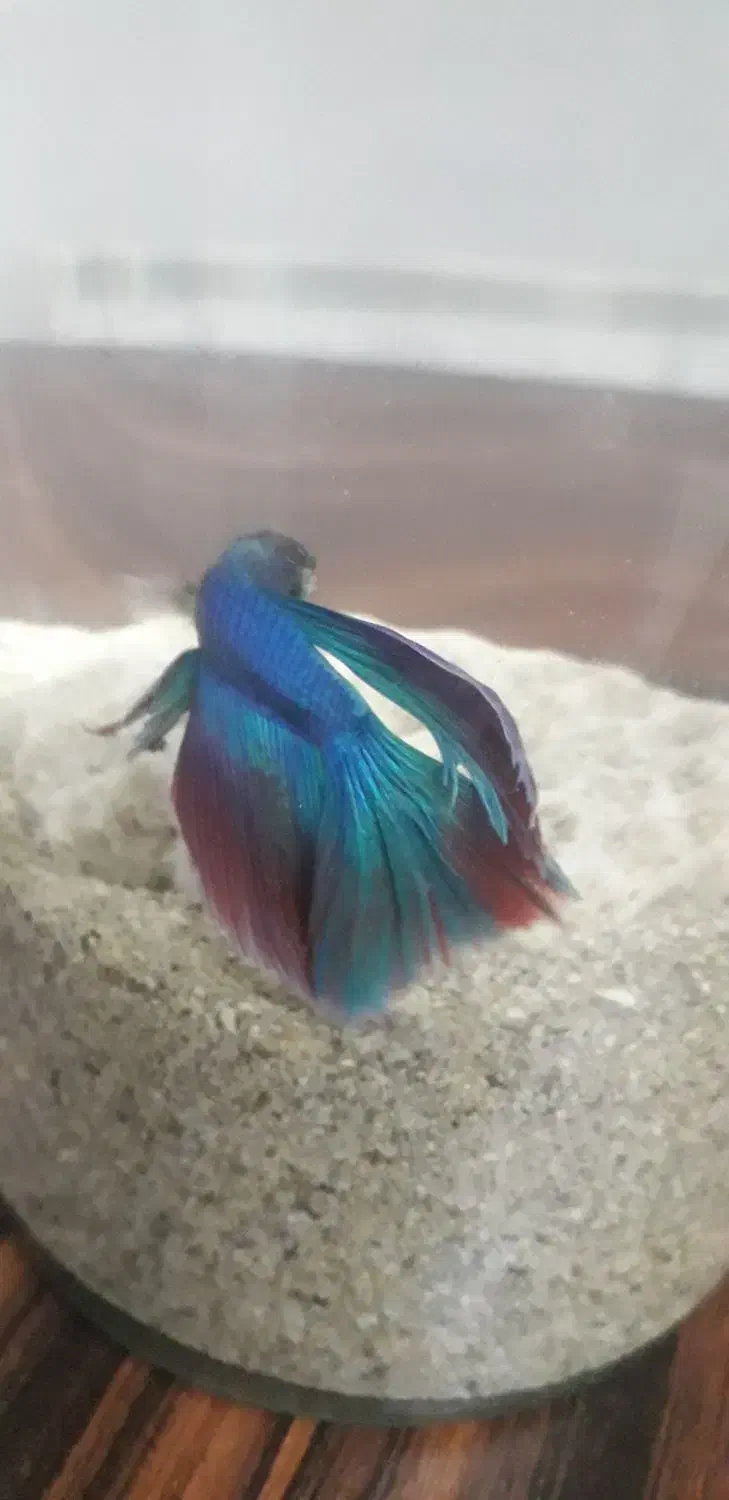 ماهی فایتر  زیبا|ماهی|کرمانشاه, |دیوار