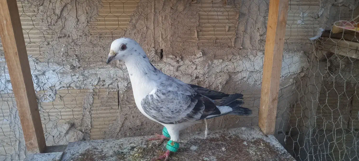 کفتر جوجه آلمانی و رنگه|پرنده|مشهد, شهید آوینی|دیوار