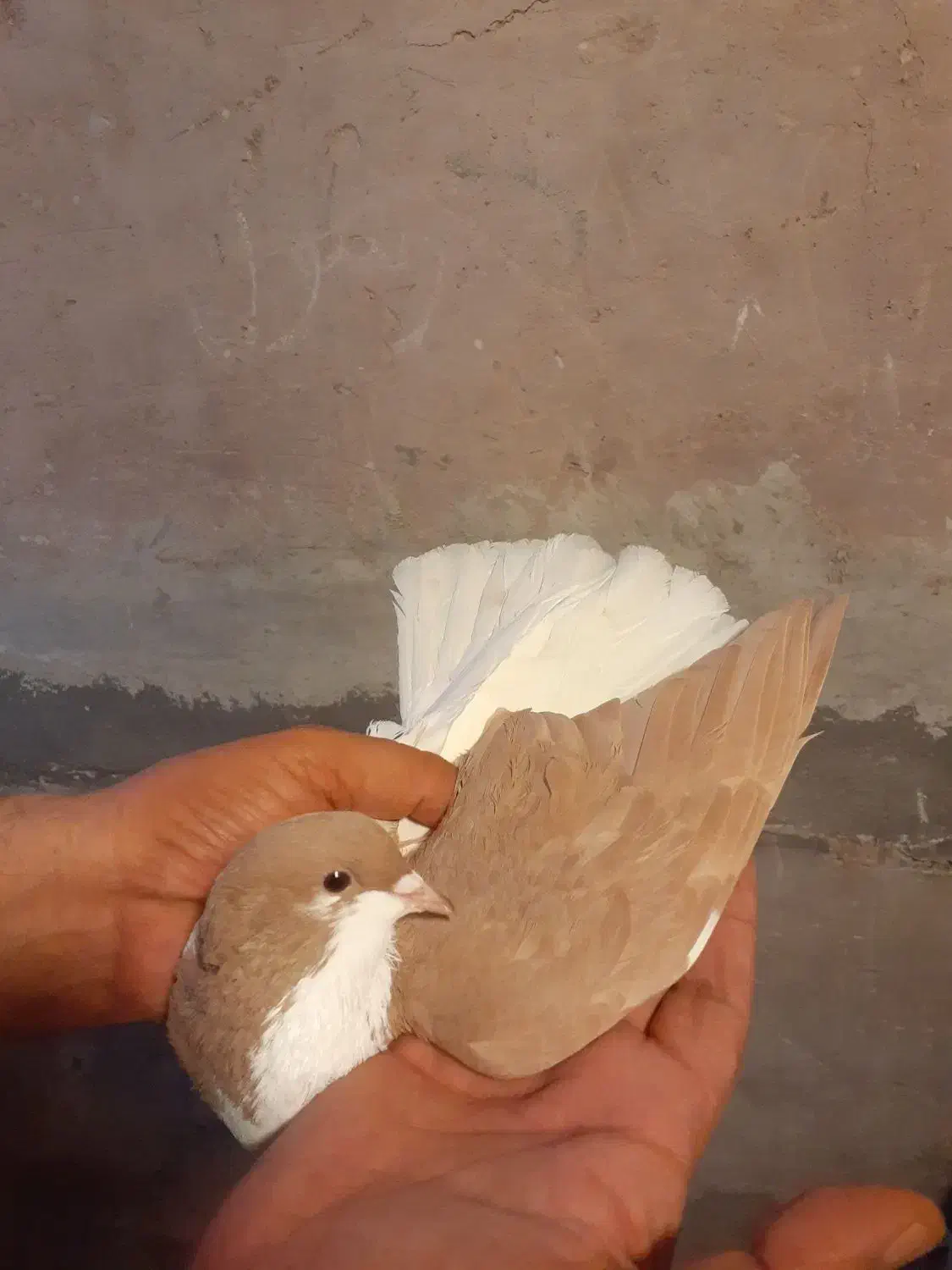 چپ ماده کفتر|پرنده|اقبالیه, |دیوار