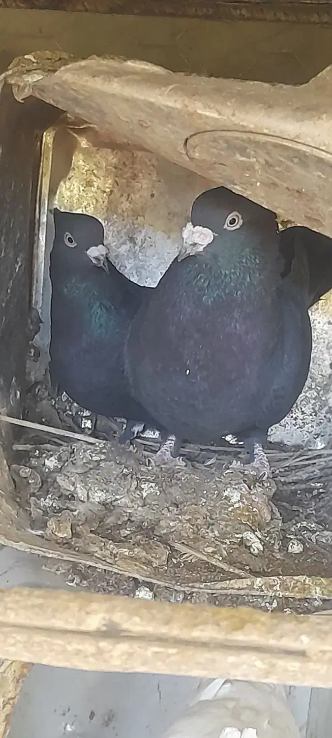 کفتر حراج|پرنده|سیمکان, |دیوار