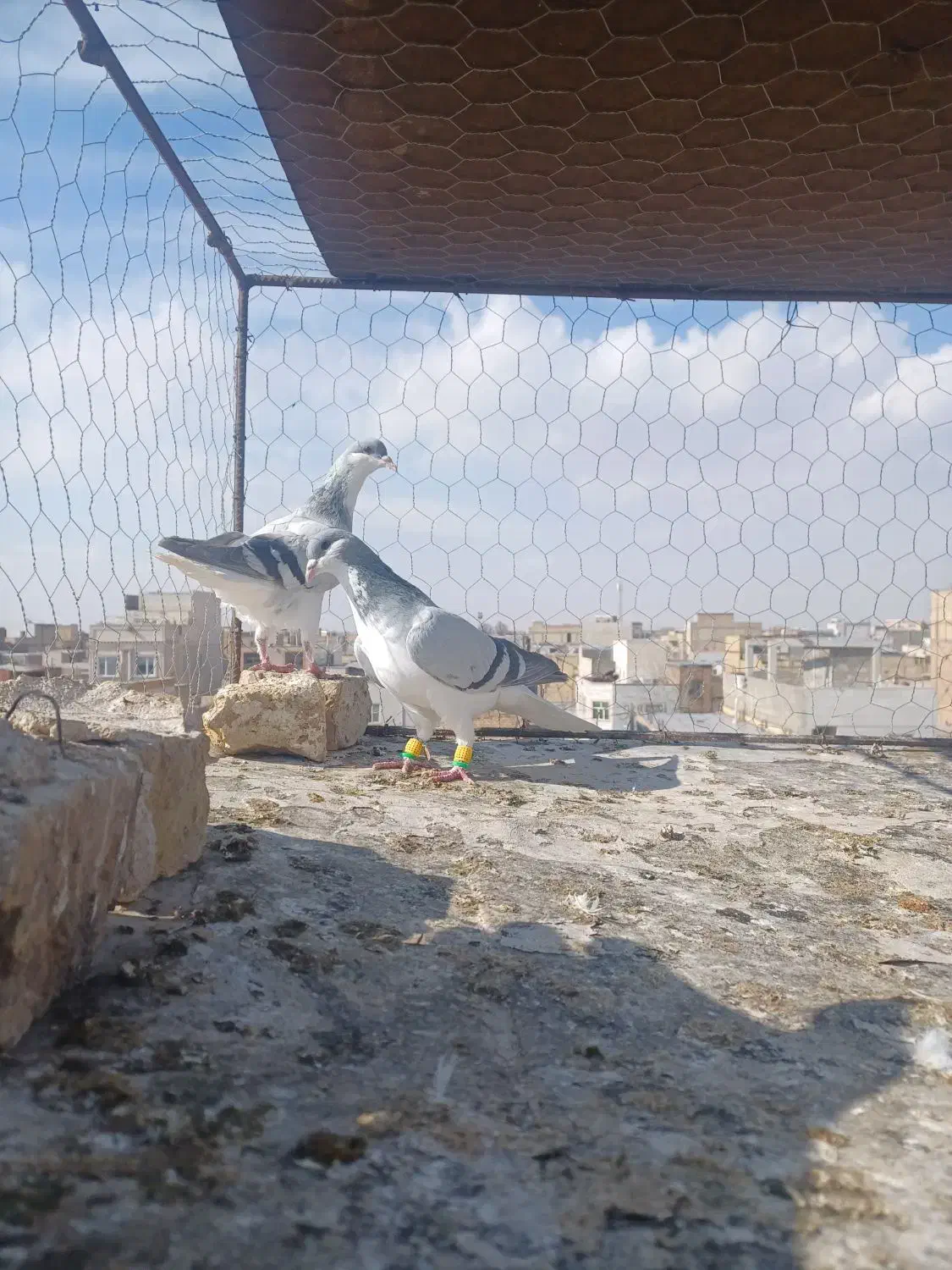 کبوتره جفتی پرشی|پرنده|اقبالیه, |دیوار