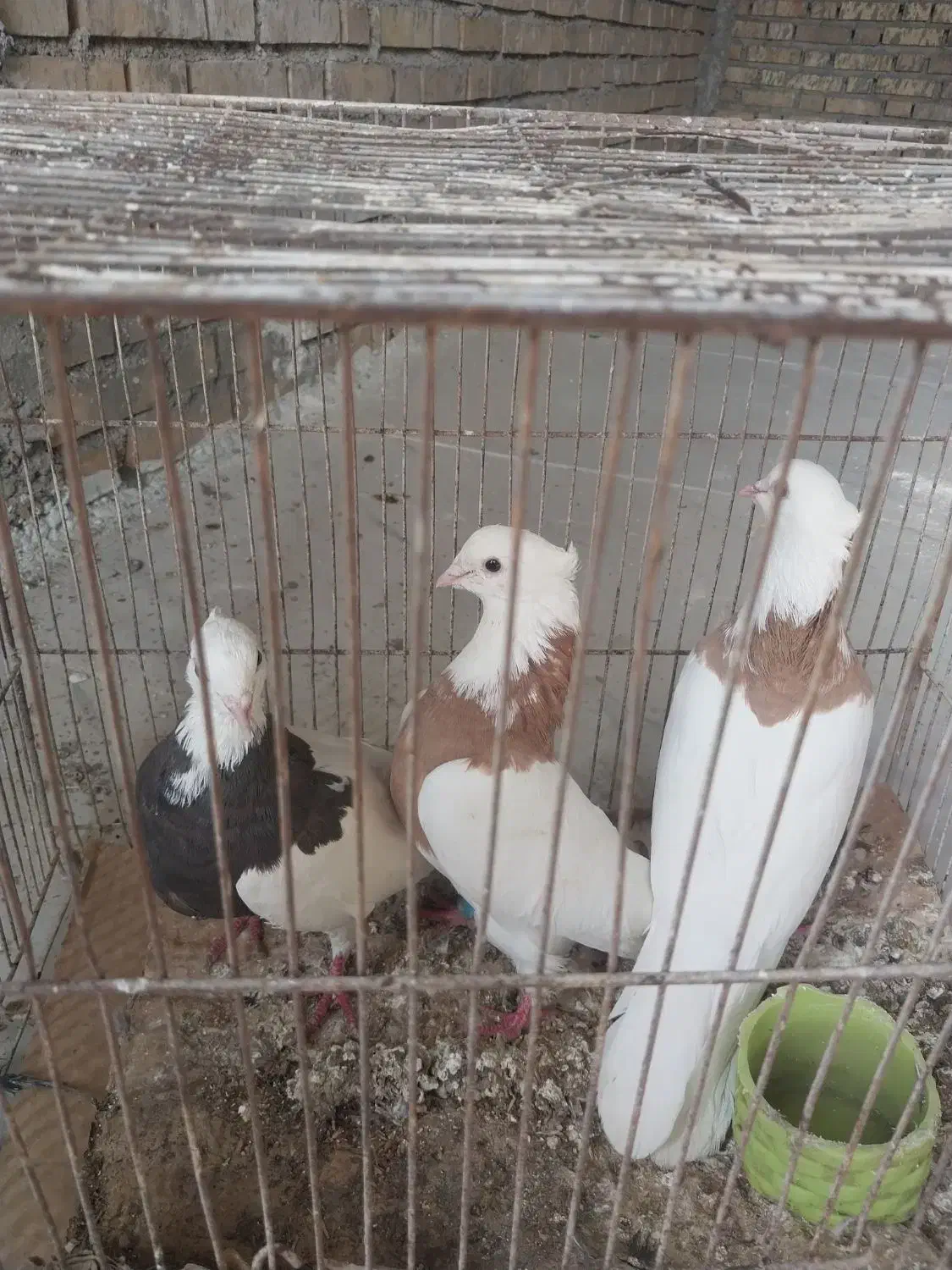 کبوتر رنگی|پرنده|رامشیر, |دیوار