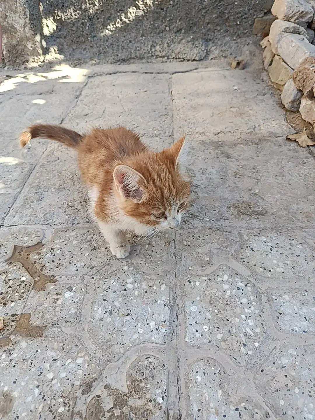 واگذاری حیوون خونگی رایگان|گربه|تربت جام, شهرک معلم|دیوار