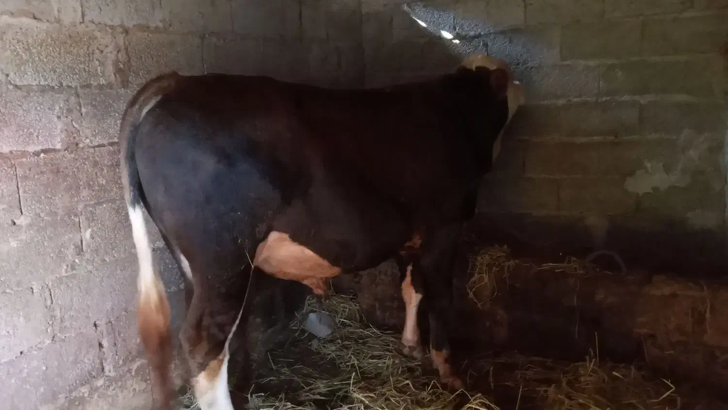 گاونر ورزا سیمینتال اصیل|حیوانات مزرعه|رشت, فرودگاه سردار جنگل رشت|دیوار