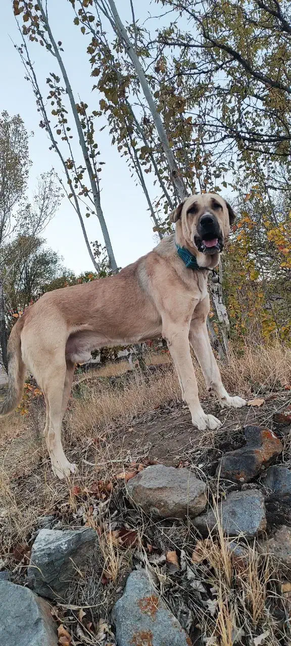 واگذاری سگ|سگ|مرند, |دیوار