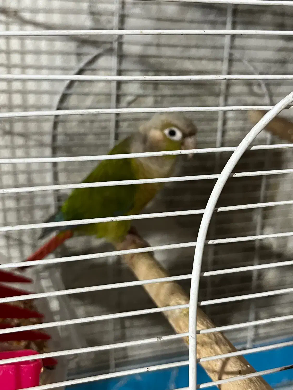 طوطی گرینچیک نر تست داره|پرنده|شاهین‌شهر, نظامی|دیوار