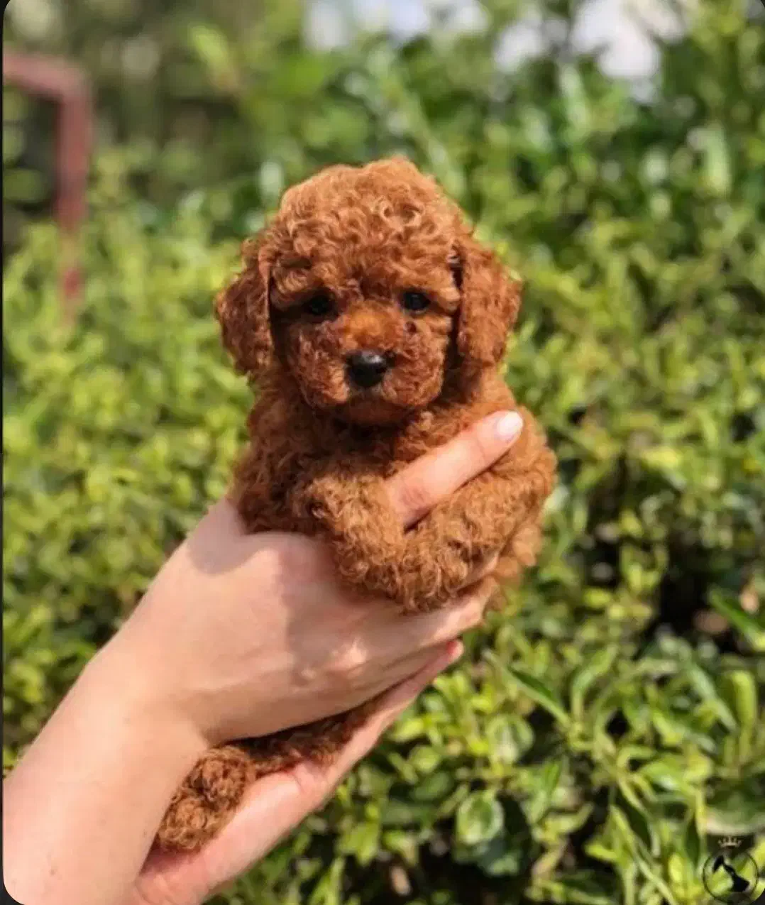 توی پودل|سگ|کرج, فاز ۱ مهرشهر|دیوار