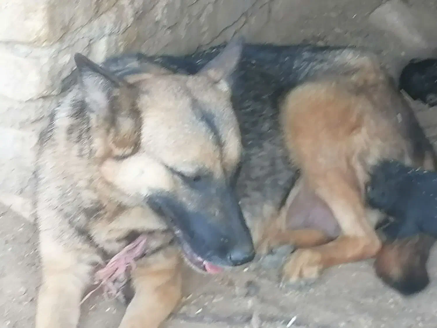 توله سگ ژرمن اصل|سگ|حمیدیا, |دیوار