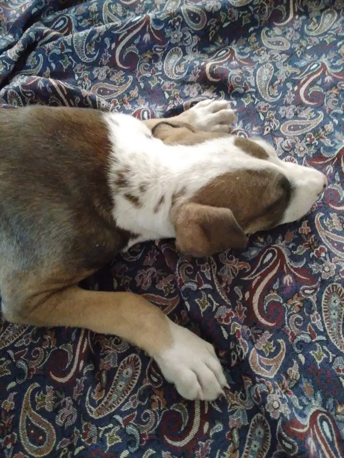 پیتبول ۳ ماهه|سگ|صباشهر, |دیوار