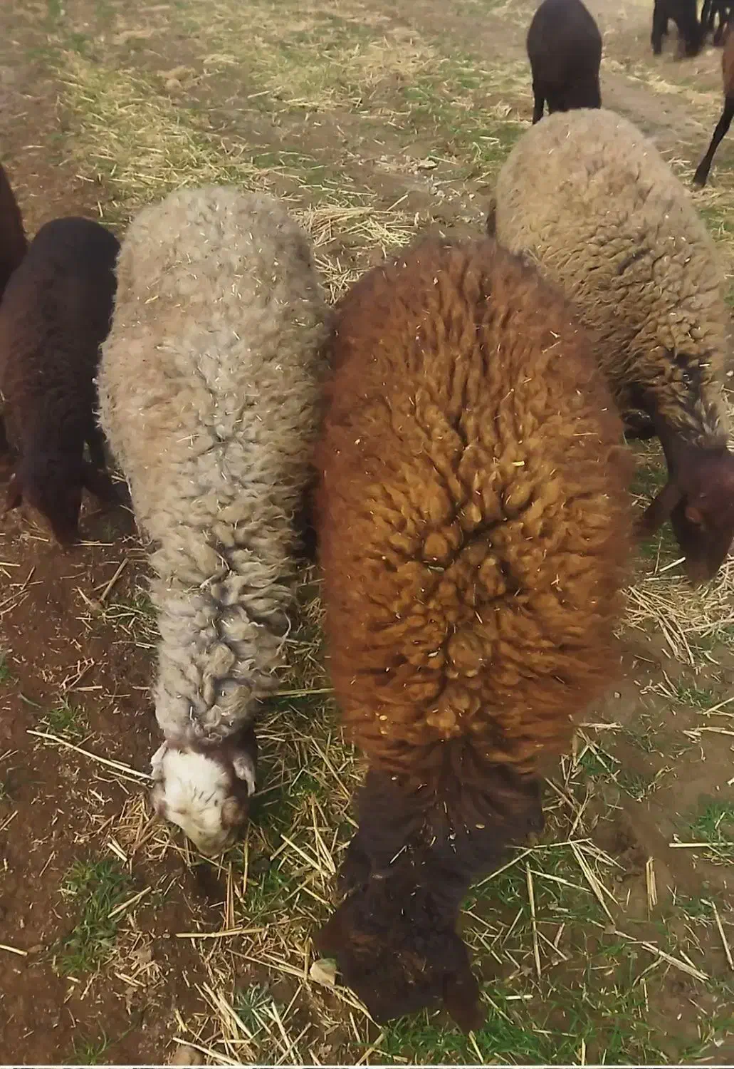 32 گوسفند|حیوانات مزرعه|گیان, |دیوار