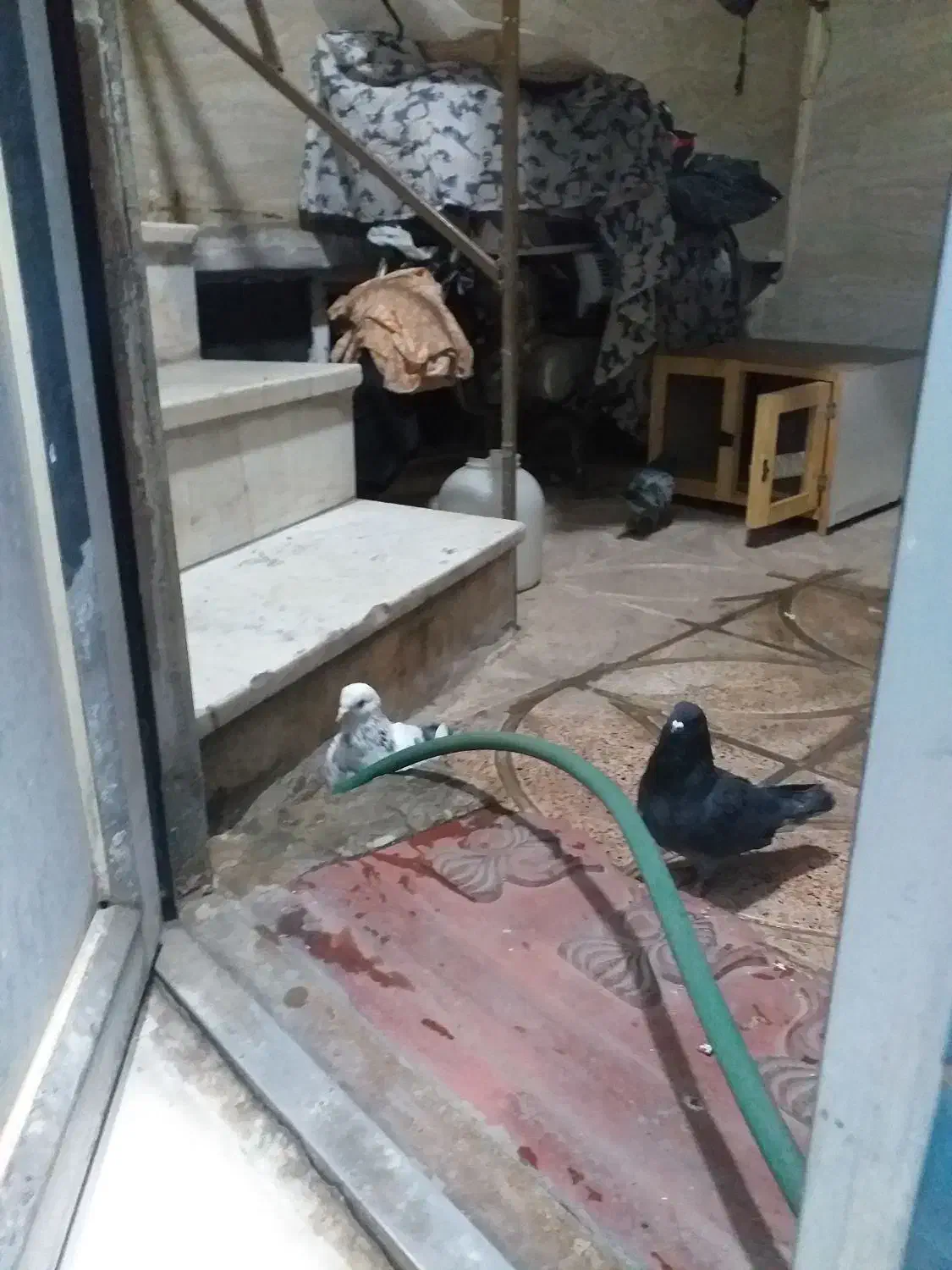 کبوتر|پرنده|قرچک, میرزائی شمالی|دیوار