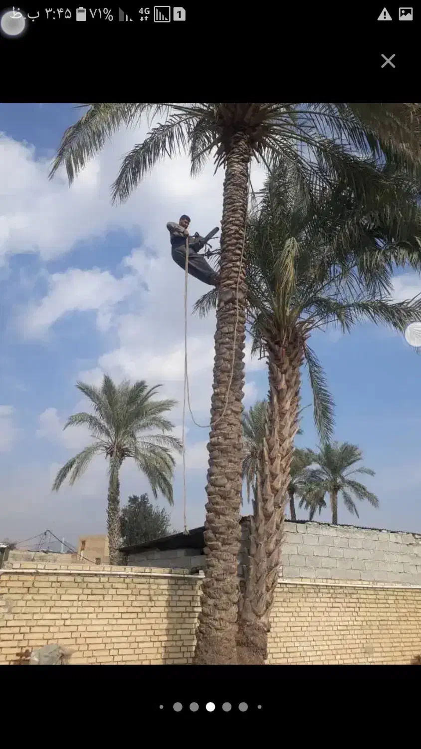 بریدن نخل و درخت وسمپاشی|خدمات نظافت|بندر ماهشهر, |دیوار