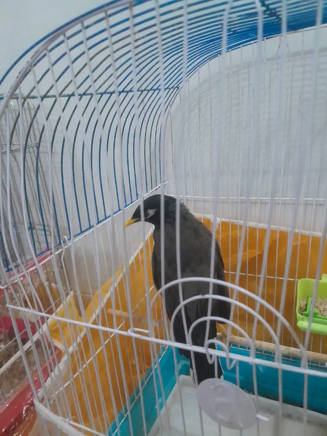 مینادستی|پرنده|تربت‌حیدریه, پائین ولایت|دیوار