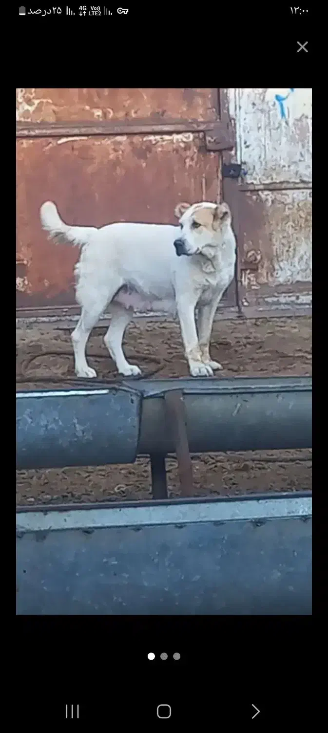 سگ ماده|سگ|اسفراین, |دیوار