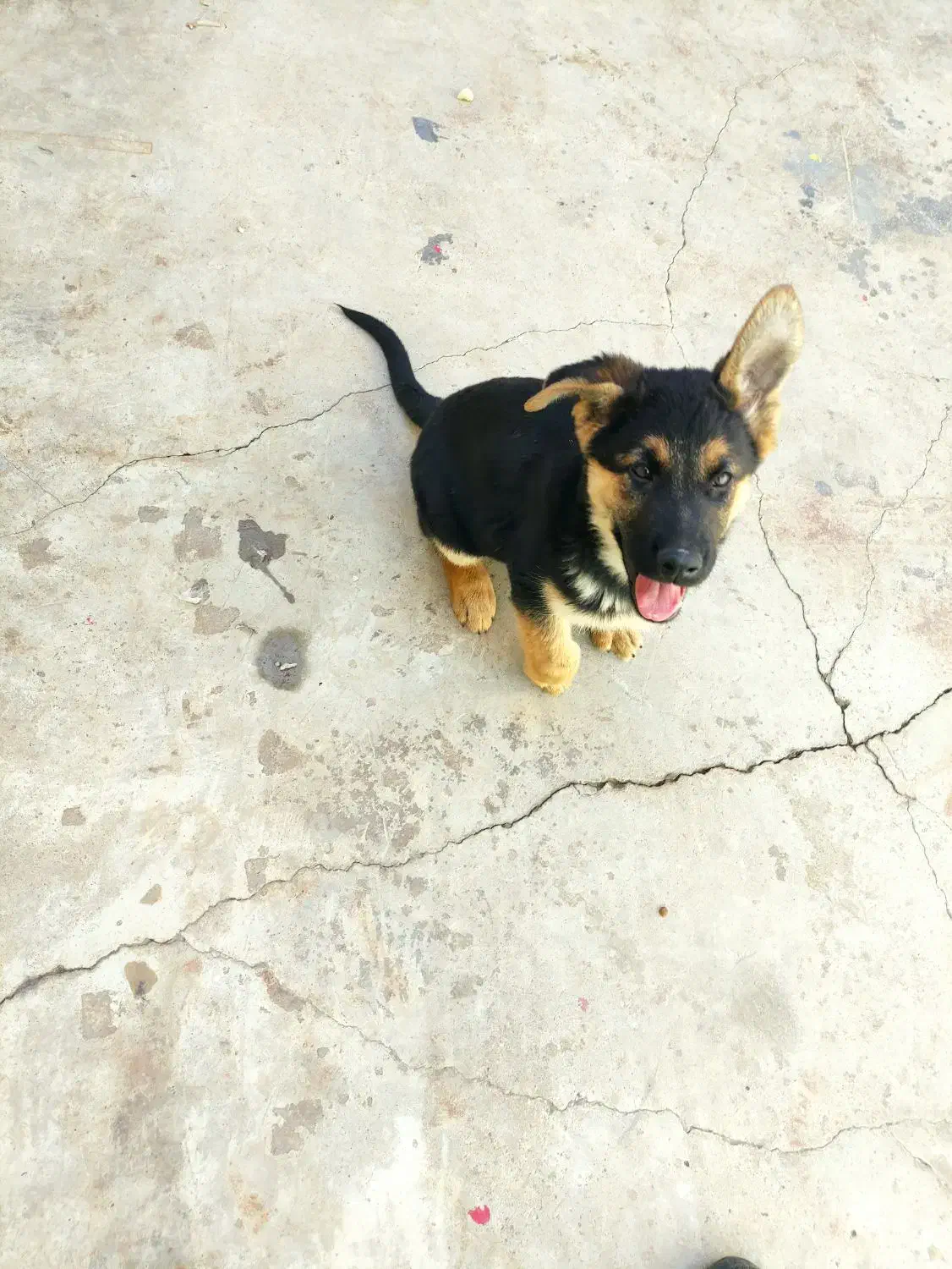 فروش توله ژرمن 2.5ماهه|سگ|برخوار, |دیوار