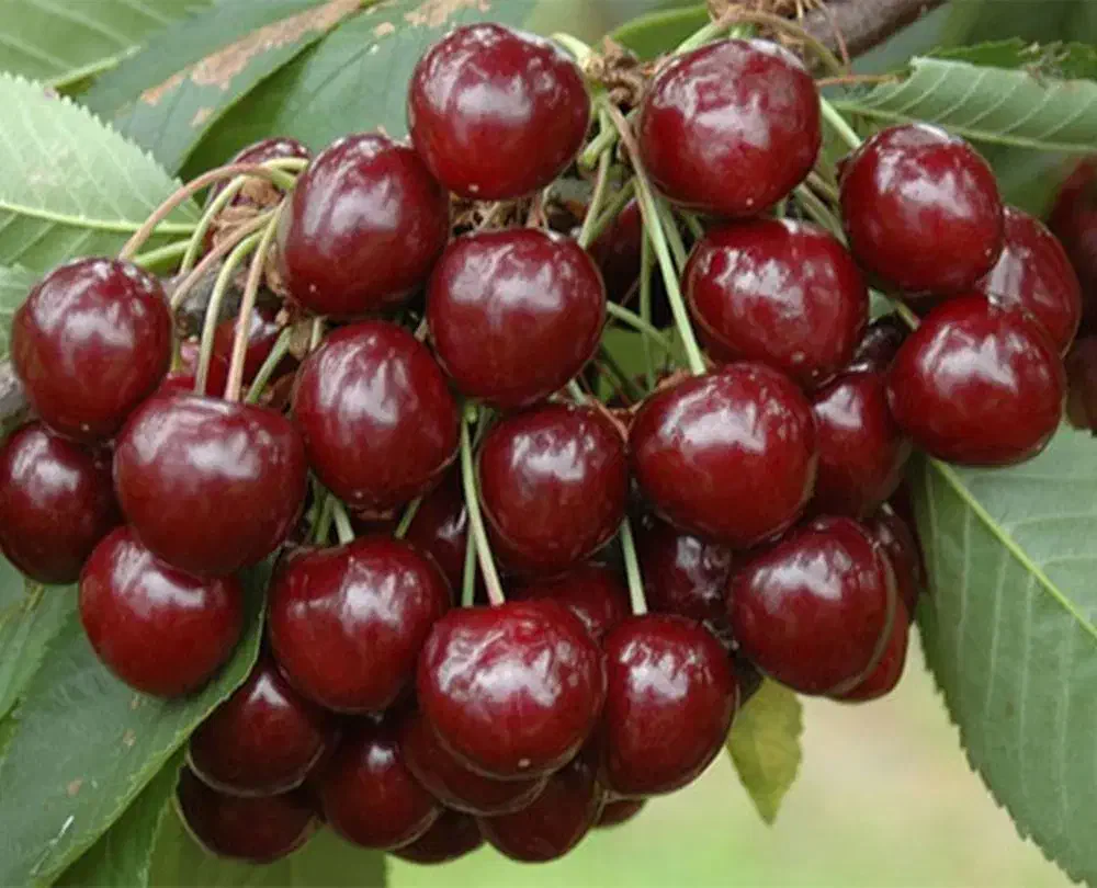 نهال گیلاس خوشه ای باکیفیت|خدمات باغبانی و درختکاری|تربت جام, فاز ۱ فرهنگیان|دیوار