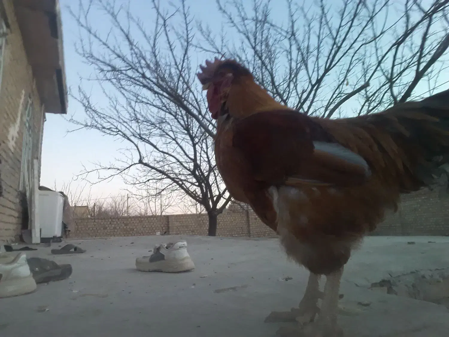 خروس|حیوانات مزرعه|قوچان, |دیوار