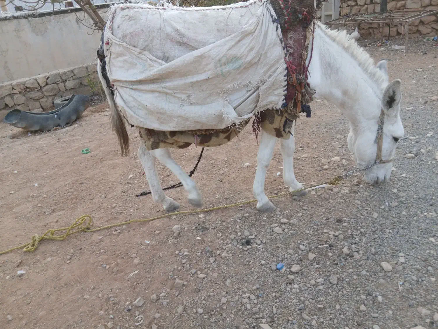 خر ماده|حیوانات مزرعه|چگنی, |دیوار