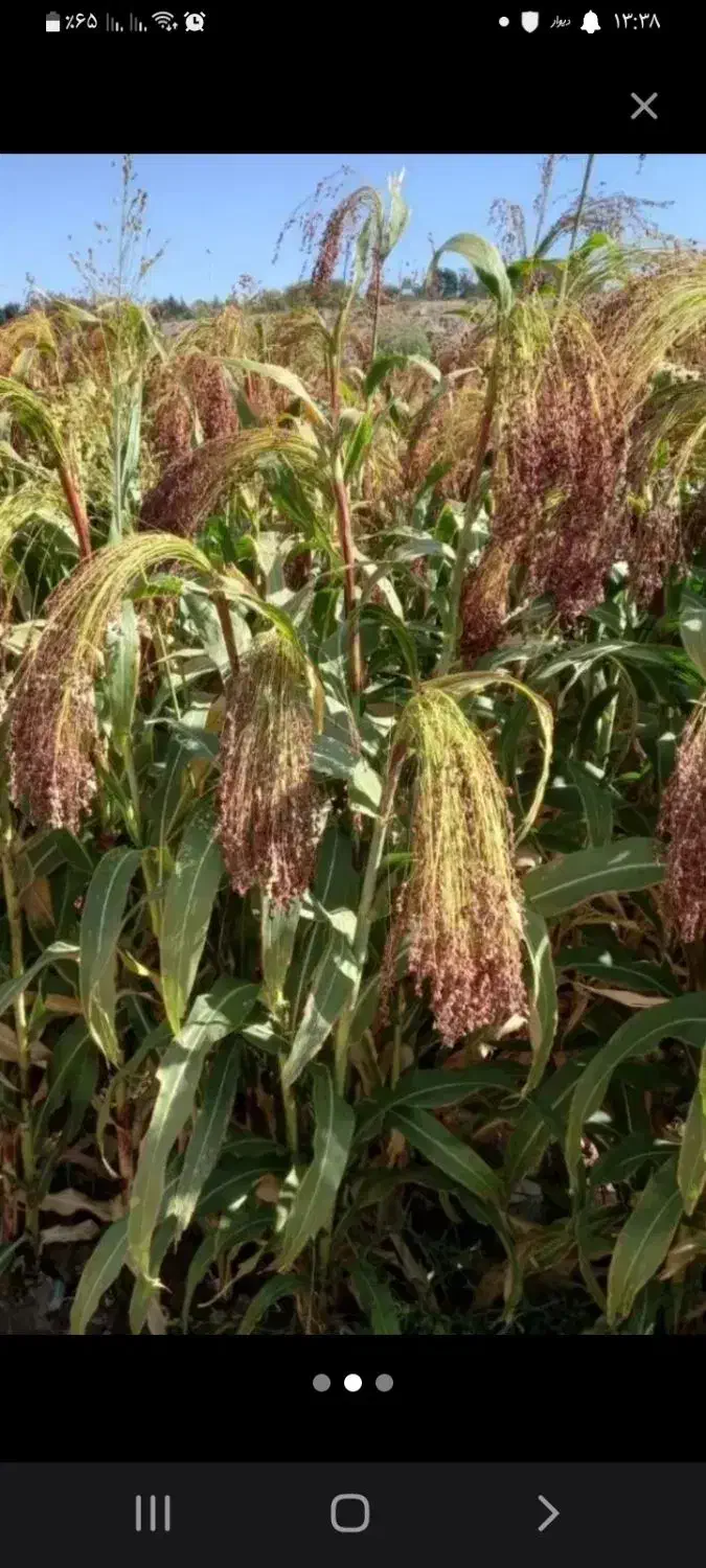 تخم جارو قرمز قرمز دارم و خود جارو|لوازم نظافت|گنبد کاووس, |دیوار