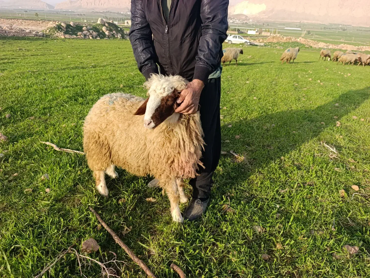 گوسفند نر سنجابی|حیوانات مزرعه|سرپل ذهاب, |دیوار