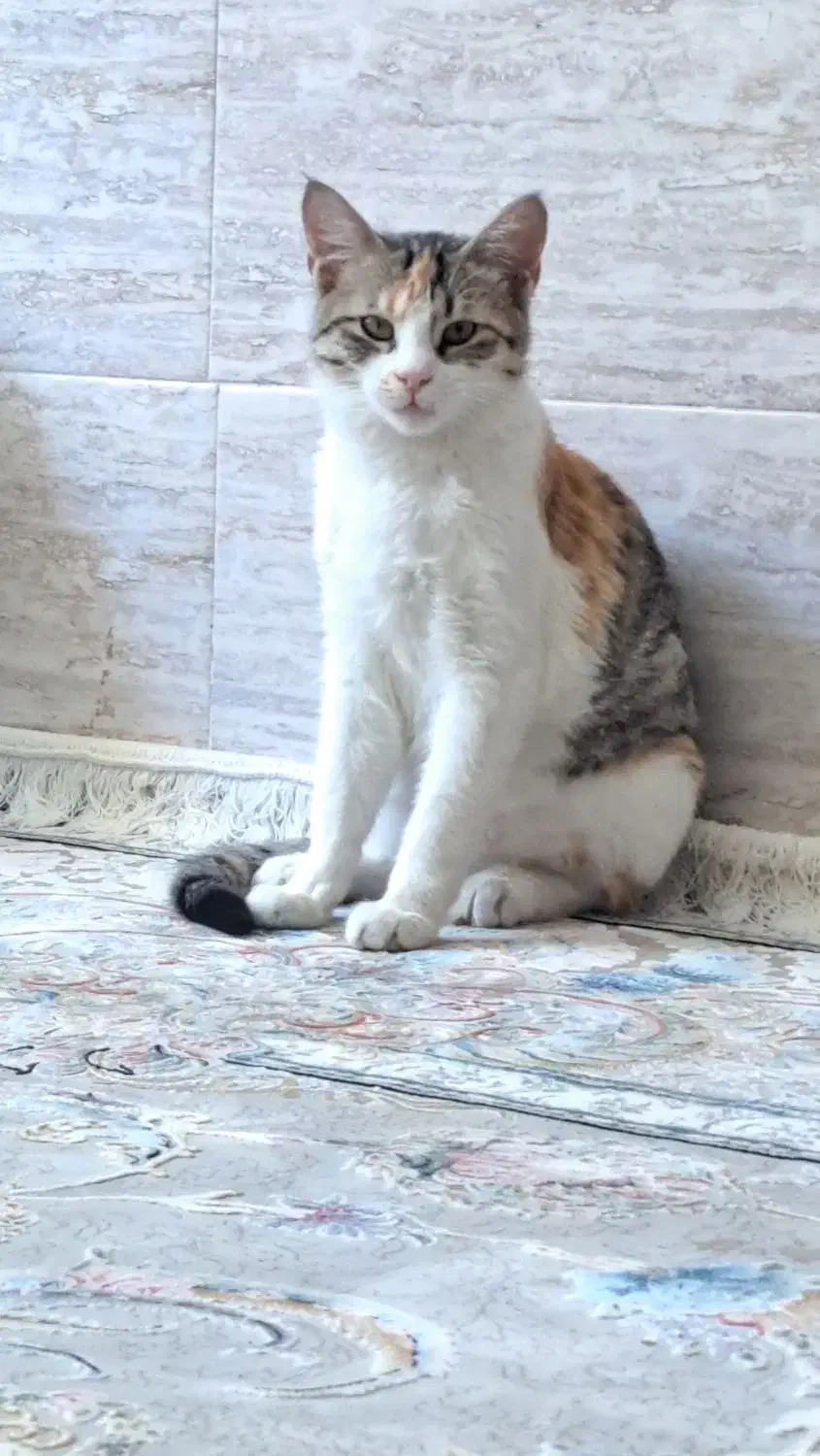 گربه گمشده|حیوانات|جوانرود, |دیوار