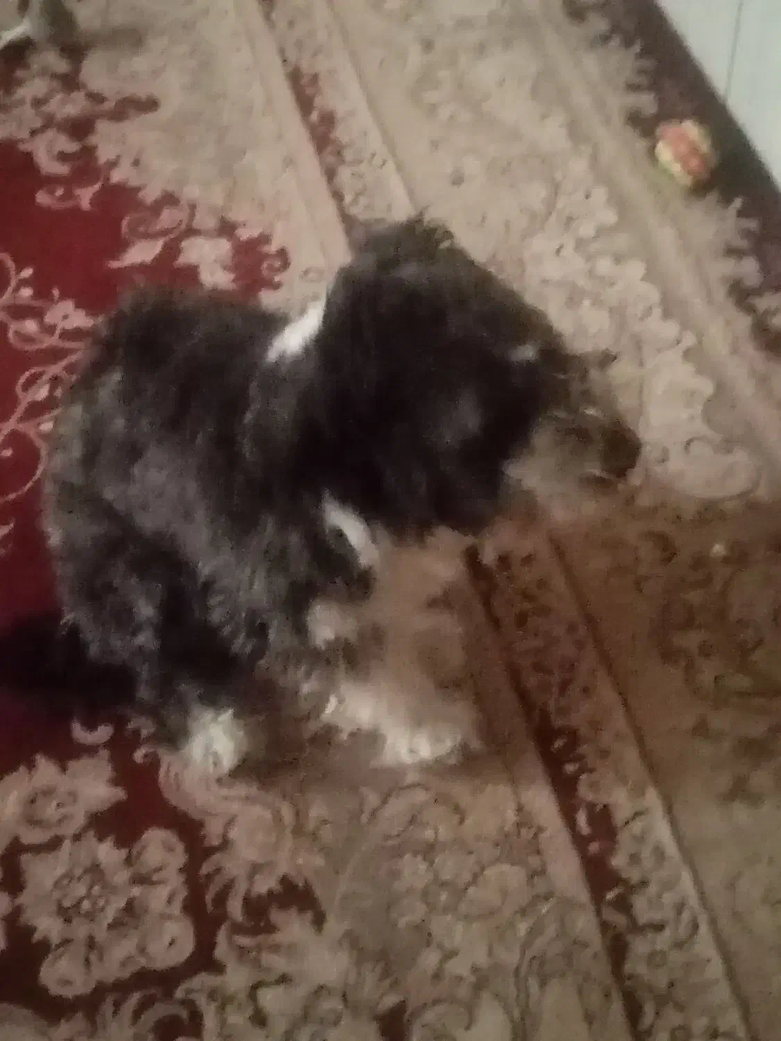 یک سگ پاکوتاه|سگ|تهران, حر|دیوار