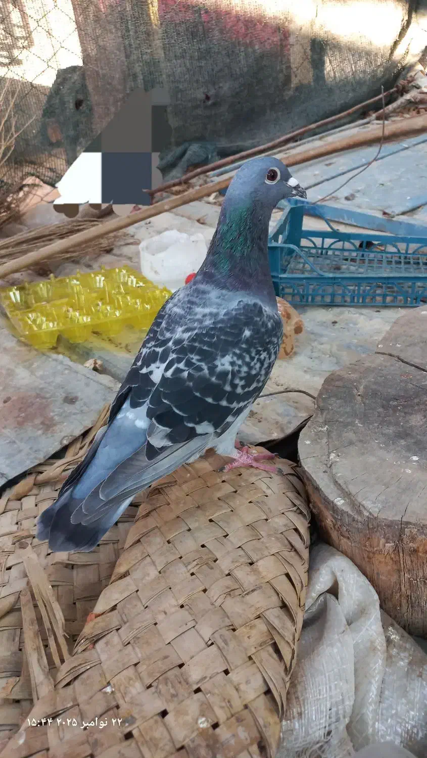 دو عدد مسافتی|پرنده|برازجان, |دیوار