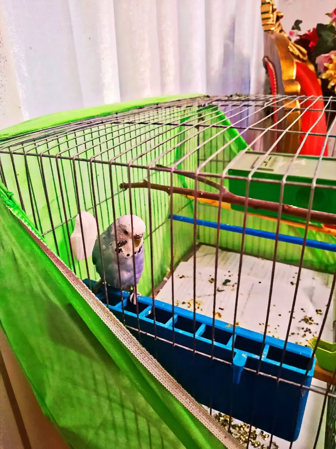 مرغ عشق برزیلی نر|پرنده|گلستان (تهران), |دیوار