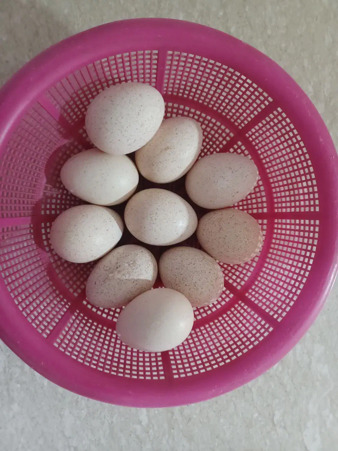 تخم بوقلمون|حیوانات مزرعه|یاسوج, |دیوار